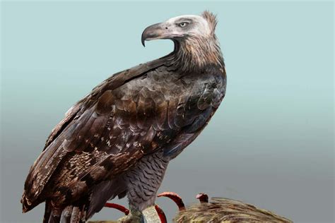 Extinct New Zealand bird hunted like an eagle and ate like a vulture ...