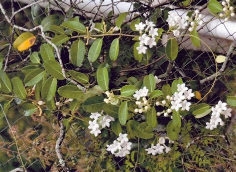 Stephanotis floribunda (C) - ABCeeds