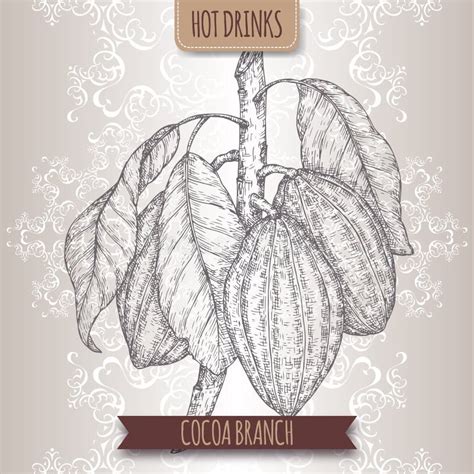 Cocoa Tree Aka Theobroma Cacao Branch Sketch with Leaves and Beans ...