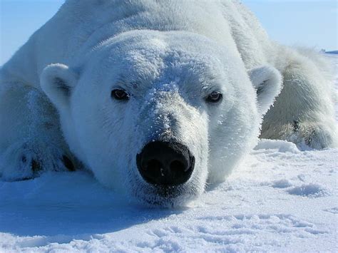 Polar Bears: Endangered Species!