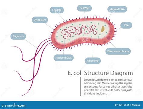 E Coli Diagram