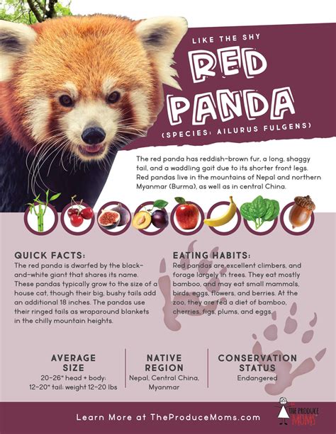 red panda diet - electricwheels