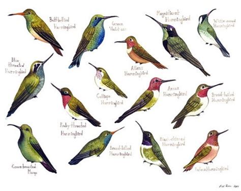 Hummingbirds of North America Birds Field Guide by KateDolamore