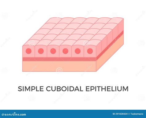 Simple Cuboidal Epithelium. Epithelial Tissue Types. Stock Vector ...