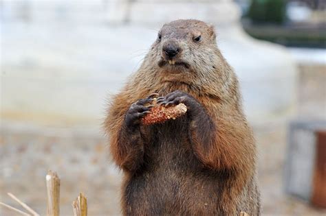 Groundhog Day Traditions | US News