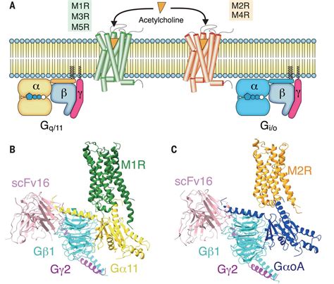 Muscarinic Acetylcholine Receptor