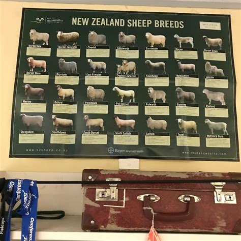 Sheep breeds of New Zealand : r/newzealand