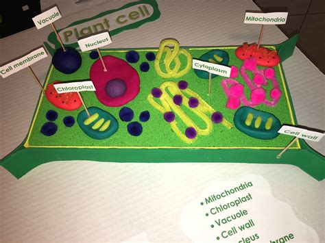 Plant Cell Project 3d