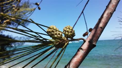 Royalty Free Casuarina Tree Pictures, Images and Stock Photos - iStock