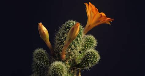 Cactus flower blooming time lapse. by Tanarch on Envato Elements