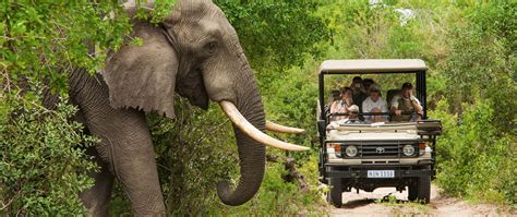 The Kruger National Park | A Safari Destination You Can’t Miss (GL)