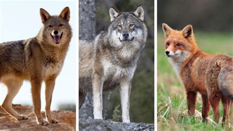 Coyote vs Wolf vs Fox: What Are The Differences?