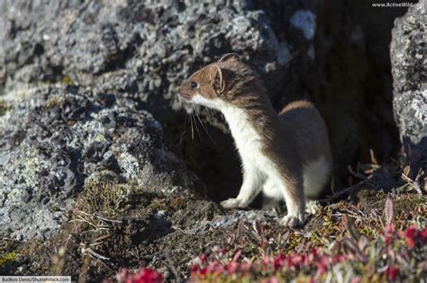 Stoat / Ermine / Short-Tailed Weasel Facts, Pictures & Information