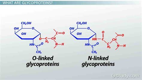 Glycoprotein Function In Cell Membrane | MedicineBTG.com