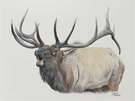 Pin by Laurel Barbieri on Elk | Elk drawing, Animal drawings, Wildlife art