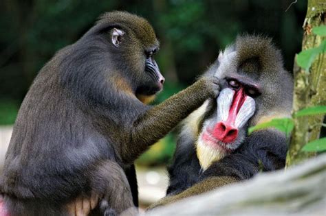 Mandrill | Behavior, Diet & Habitat | Britannica