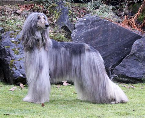 Afghan Hound - Pictures, Puppies, Facts, Behavior, Life Cycles ...