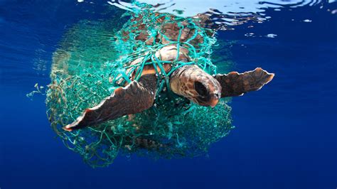 The winners of the Underwater Photographer of the Year 2019. Plastic is ...