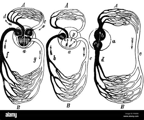 Blood vessel diagram hi-res stock photography and images - Alamy