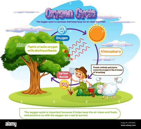 Oxygen Cycle Diagram for Science Education illustration Stock Vector ...