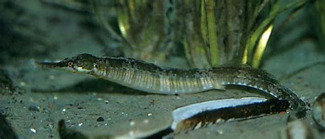 Greater pipefish - Alchetron, The Free Social Encyclopedia