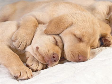 Top 10 Cutest Sleeping Puppies