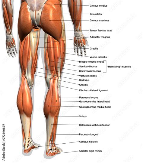 Labeled Anatomy Chart of Male Leg Muscles on White Background Stock ...