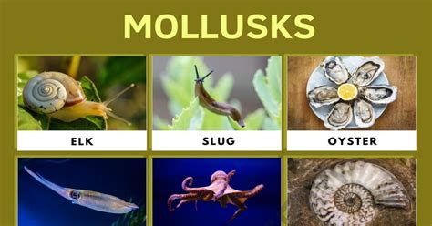 Mollusk: List of Mollusks with Interesting Facts and Pictures • 7ESL