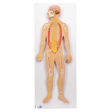 Anatomical Teaching Model | Plastic Nervous System Model