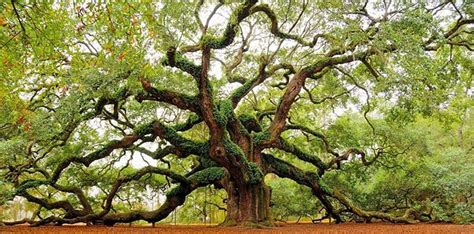 12 Facts About Oak Trees You Wood Not Believe - The Fact Site