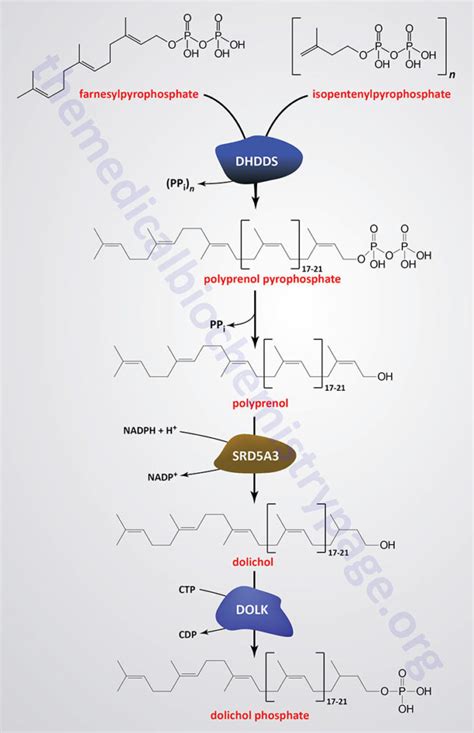 Glycoproteins: Synthesis and Clinical Consequences | The Medical ...