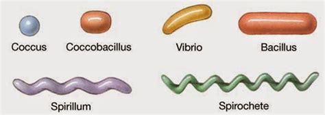 Horsing Around At Home: Common Bacteria-Apologia Biology