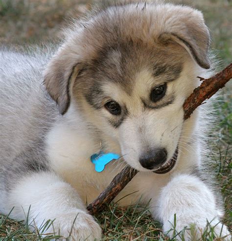 Puppy World: Alaskan Malamute Puppy Pictures