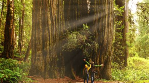 We Visited the Trees of Mystery: Here's What You Need to Know - Getaway ...