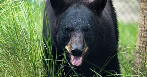 Florida Black Bear Attraction | Central Florida Zoo Animals