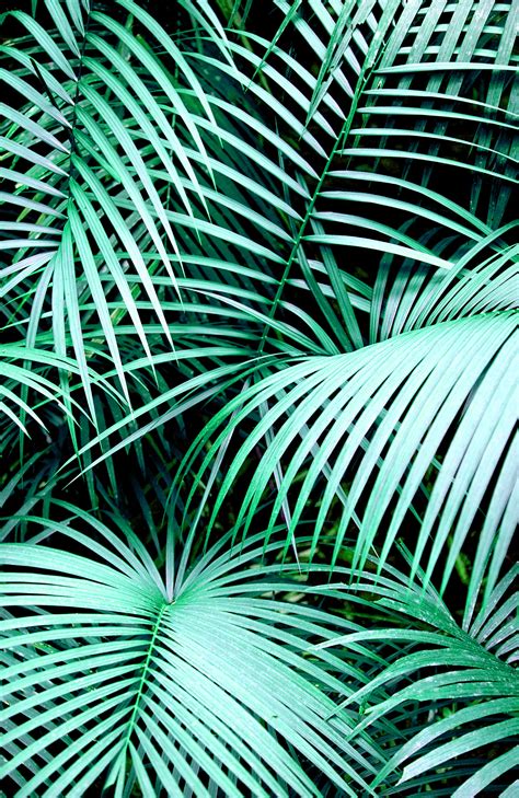 Tropical Palm Leaf Wallpaper (24+ images)