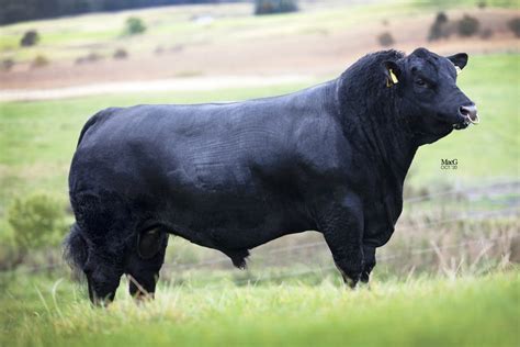 Two new Aberdeen-Angus bulls join the line up | Norbreck Genetics