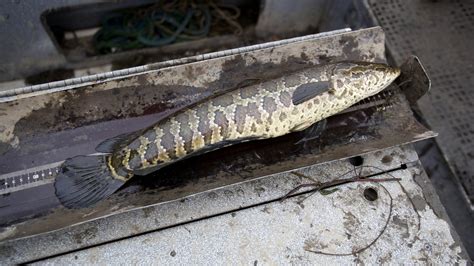 Northern Snakehead Caught In Sullivan County - Fish Hudson Valley