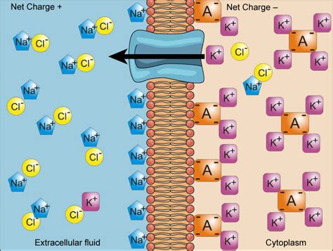 5.10: Active Transport - Electrochemical Gradient - Biology LibreTexts