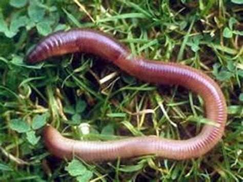 10 Interesting Segmented Worm Facts | My Interesting Facts