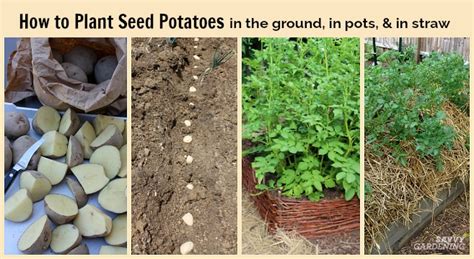 How to Plant Seed Potatoes in the Ground, in Pots, & in Straw