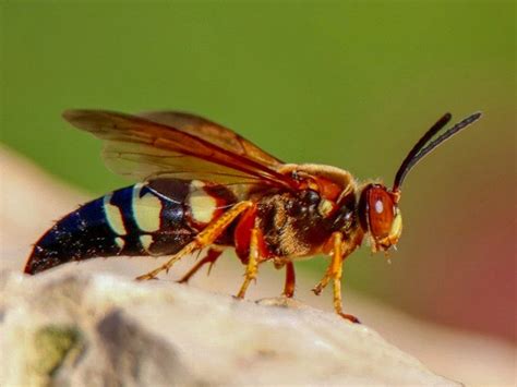 Cicada Killer Wasps Come To MetroWest: Patch PM | Wellesley, MA Patch