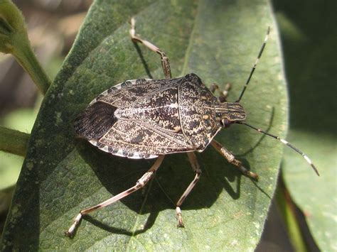 Stink Bug 101: An Introduction to Stink Bugs - The Infinite Spider