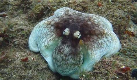 VIDEO: Mind Blowing Octopus Camouflage