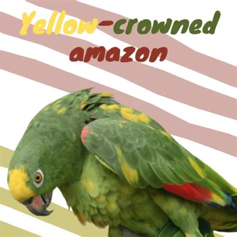 Yellow-crowned amazon - health diet personality intelligence and care