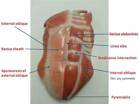 Abdominal muscles Lumbosacral Plexus Gluteal region (28 min) - Video ...