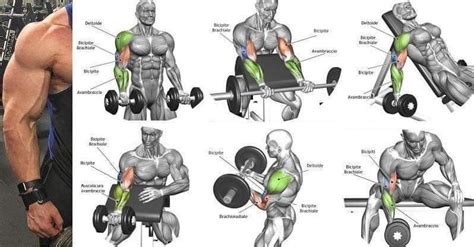 Pin by Daniel Soza on Conditioning and fitness | Biceps workout, Good ...