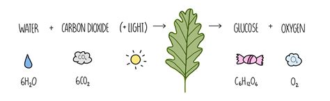 Photosynthesis — the science sauce