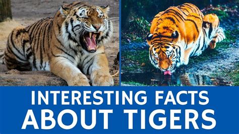 All about Tigers - Interesting Facts for Kids and Educational Animal ...