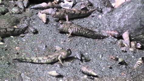 Mudskippers skipping and crabs eating... 11 July, 2011 - YouTube